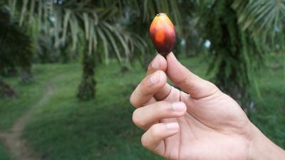 Henkel je malý a nepřímý uživatel palmového oleje. Používáme méně jak 0,2 % palmového oleje a oleje z palmových jader.