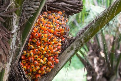 A nossa nova meta para o óleo de palma