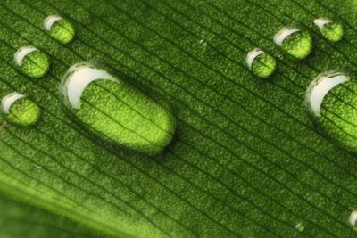 Kapljice vode v obliki majnih stopal na zelenem rastlinskem listu.