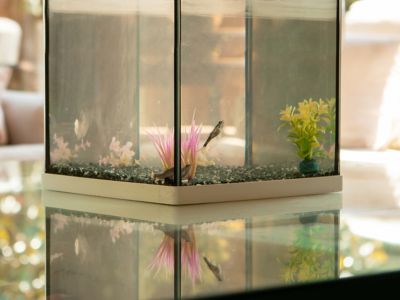 How to Apply Aquarium Silicone Sealant at Home?