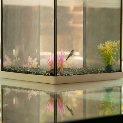 Aquarium silicone: Stop fish tank leaks instantly