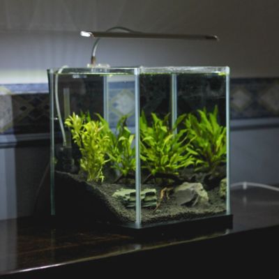 Aquarium clearance glass gum